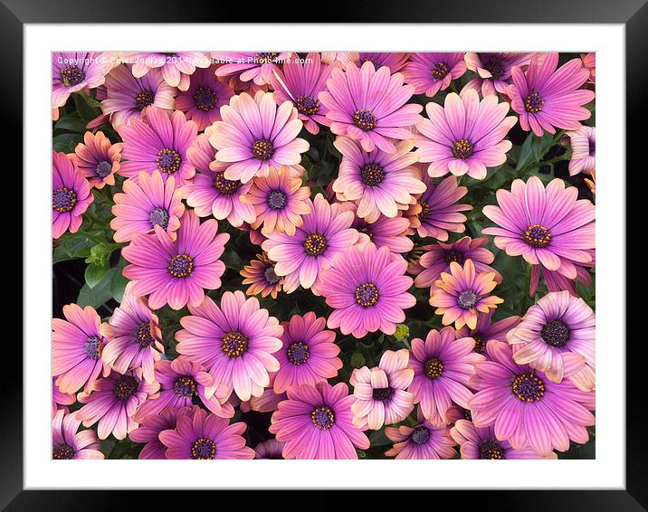  South African Daisies Framed Mounted Print by Peter Jordan