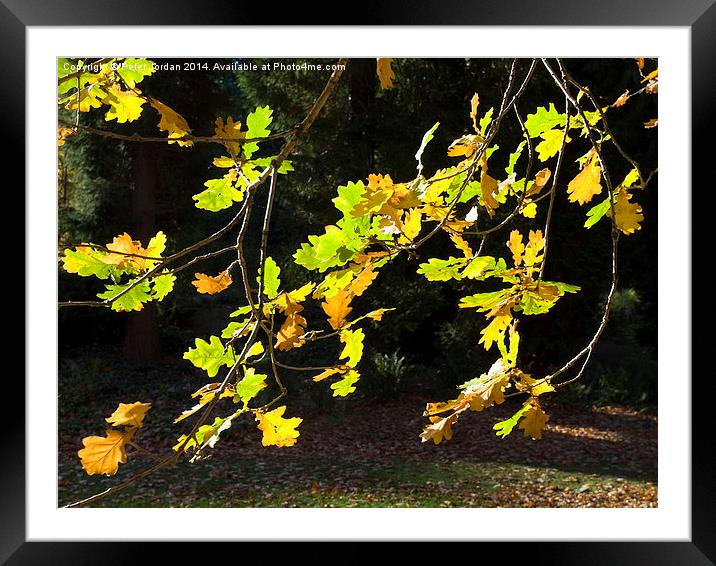  Oak leaves autumn fall Framed Mounted Print by Peter Jordan