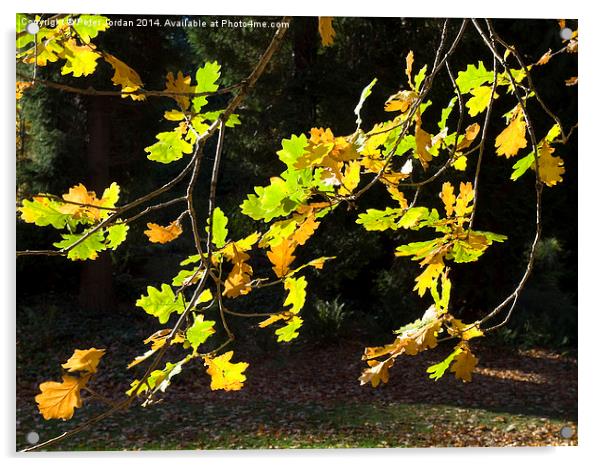  Oak leaves autumn fall Acrylic by Peter Jordan