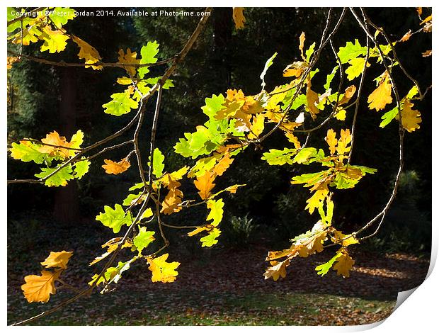  Oak leaves autumn fall Print by Peter Jordan
