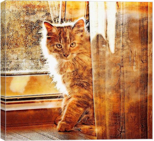 Kitten by the curtains Canvas Print by Alan Mattison
