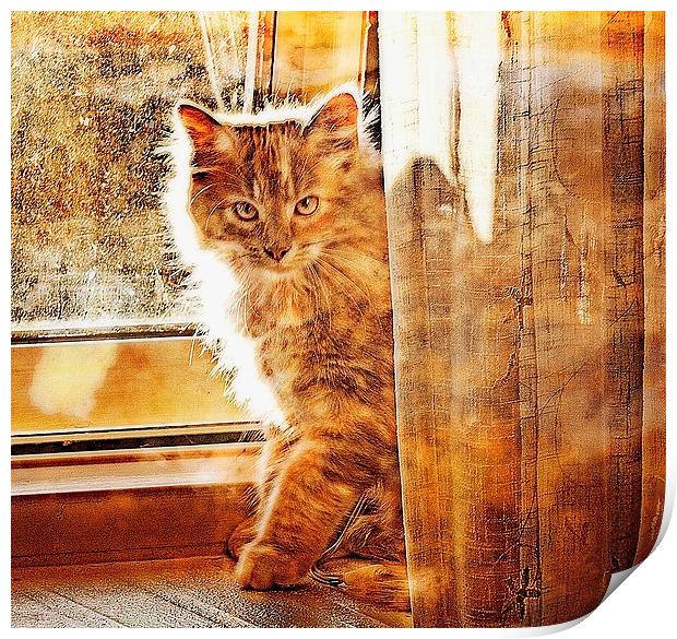  Kitten by the curtains Print by Alan Mattison