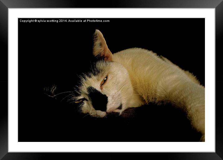  Sweet Dreams my friends Framed Mounted Print by sylvia scotting
