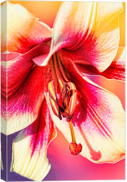  ORCHID Canvas Print by paul willats