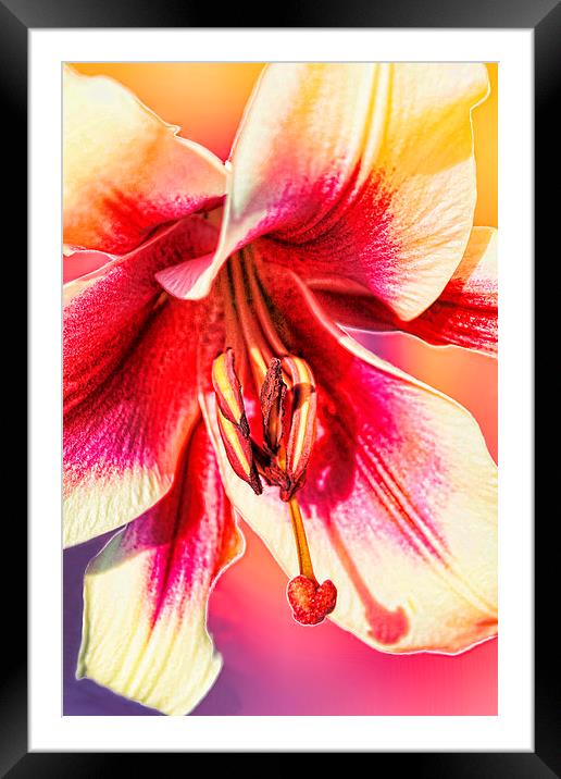  ORCHID Framed Mounted Print by paul willats