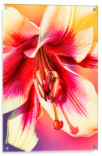  ORCHID Acrylic by paul willats