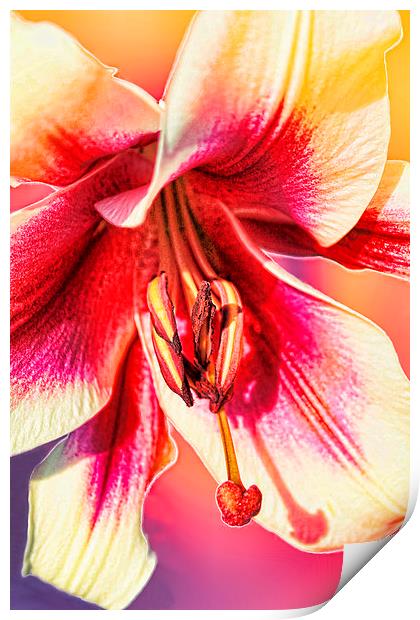  ORCHID Print by paul willats