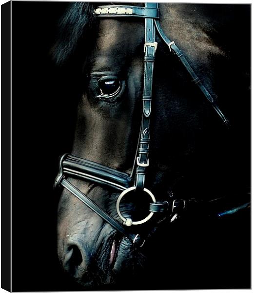  Stallion portrait Canvas Print by Alan Mattison