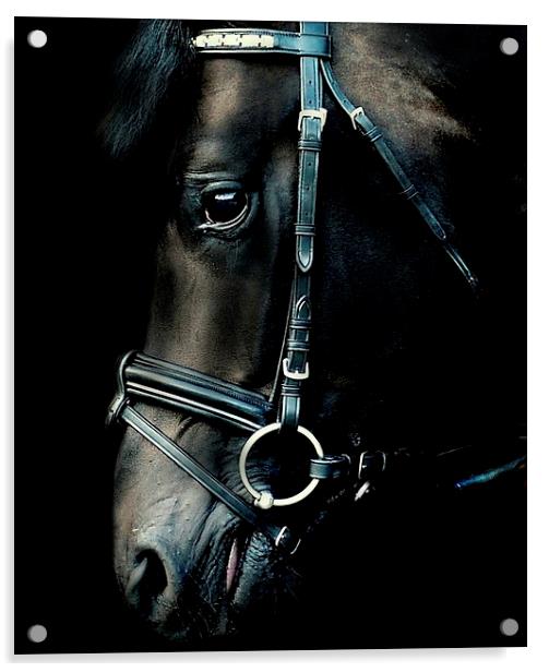  Stallion portrait Acrylic by Alan Mattison