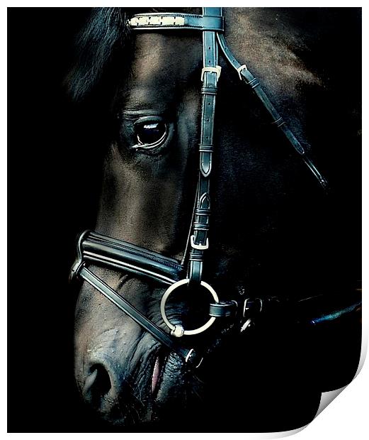  Stallion portrait Print by Alan Mattison