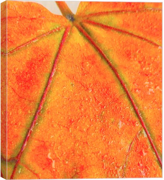  all orangeeee. Canvas Print by dale rys (LP)