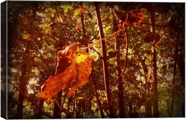  When Autumn Leaves Start to Fall. Canvas Print by Heather Goodwin