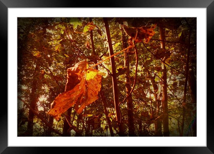  When Autumn Leaves Start to Fall. Framed Mounted Print by Heather Goodwin