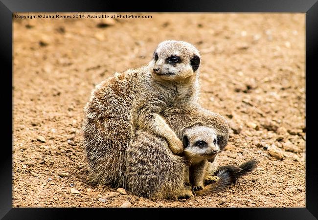 Adult Meerkat and Cubs  Framed Print by Juha Remes