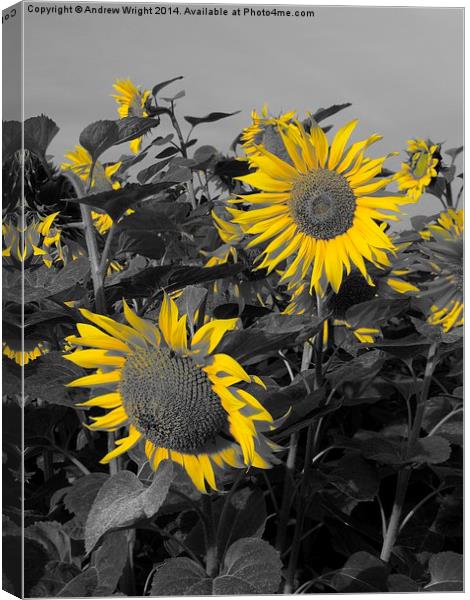  Sunflowers - Yellow Petals Canvas Print by Andrew Wright