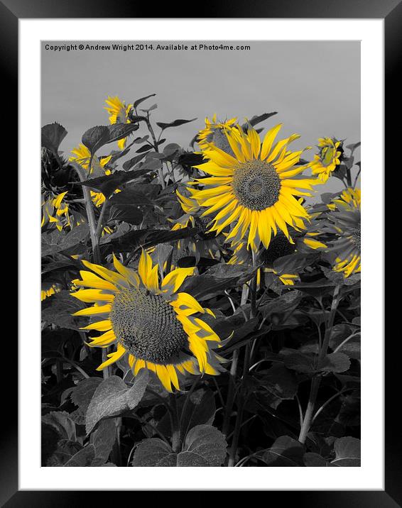  Sunflowers - Yellow Petals Framed Mounted Print by Andrew Wright