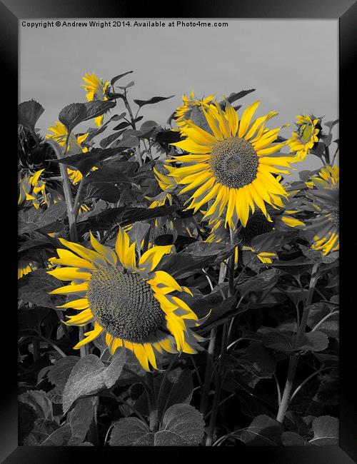  Sunflowers - Yellow Petals Framed Print by Andrew Wright