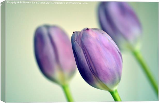  Purple Tulips Canvas Print by Sharon Lisa Clarke