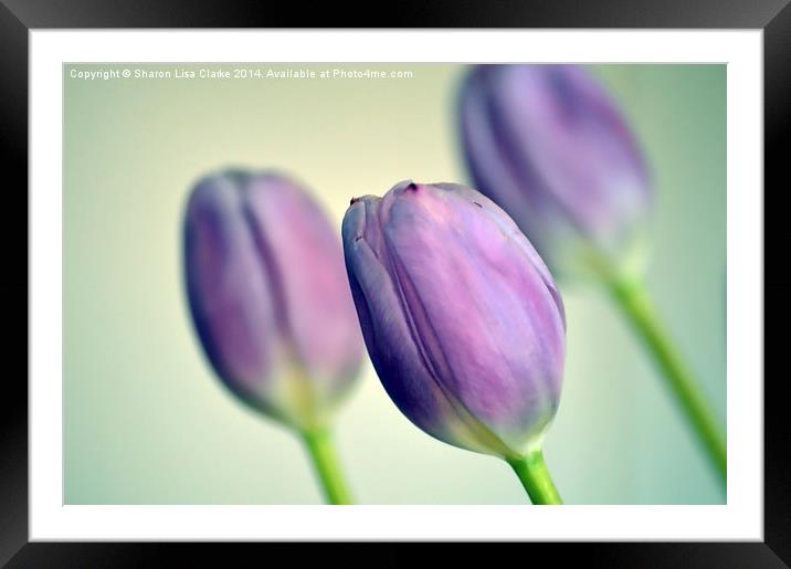  Purple Tulips Framed Mounted Print by Sharon Lisa Clarke