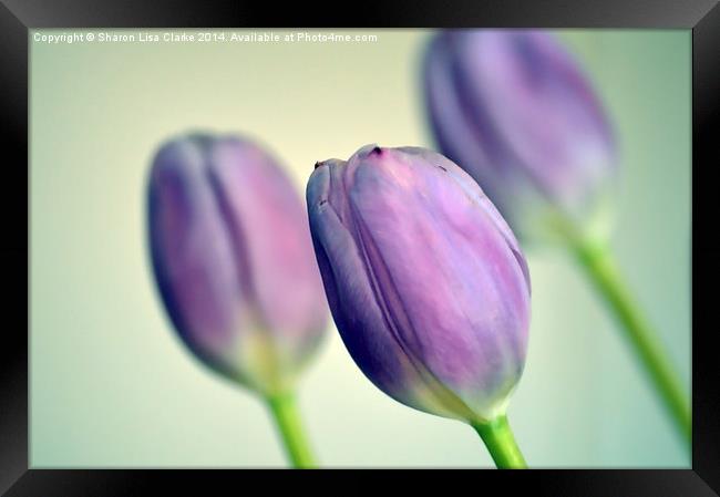  Purple Tulips Framed Print by Sharon Lisa Clarke
