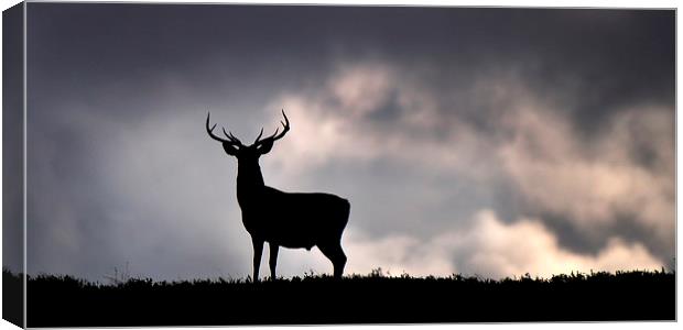   Stag silhouette Canvas Print by Macrae Images