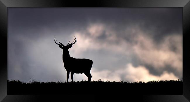   Stag silhouette Framed Print by Macrae Images