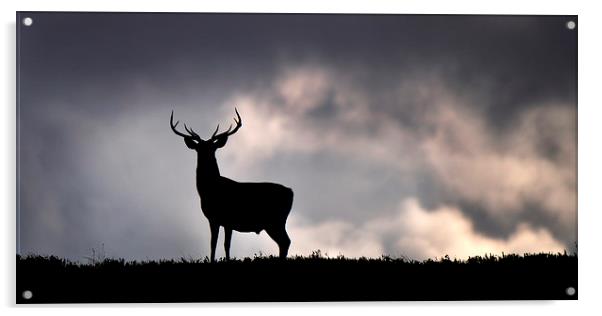   Stag silhouette Acrylic by Macrae Images
