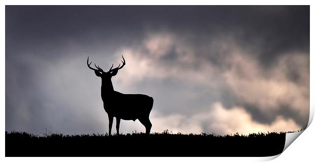   Stag silhouette Print by Macrae Images