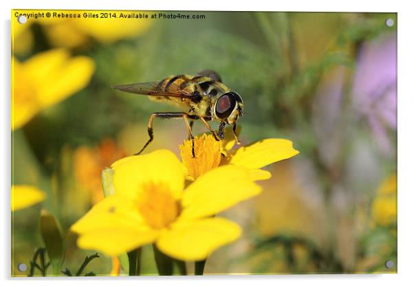  Striking Wasp Acrylic by Rebecca Giles