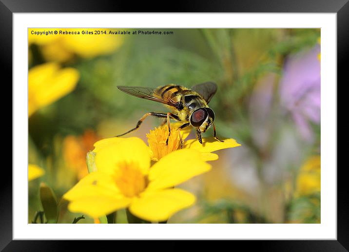  Striking Wasp (2) Framed Mounted Print by Rebecca Giles
