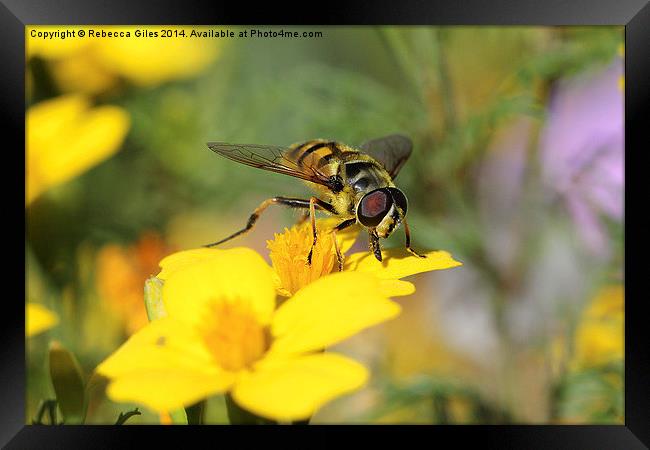  Striking Wasp (2) Framed Print by Rebecca Giles