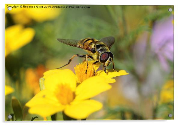  Striking Wasp (2) Acrylic by Rebecca Giles
