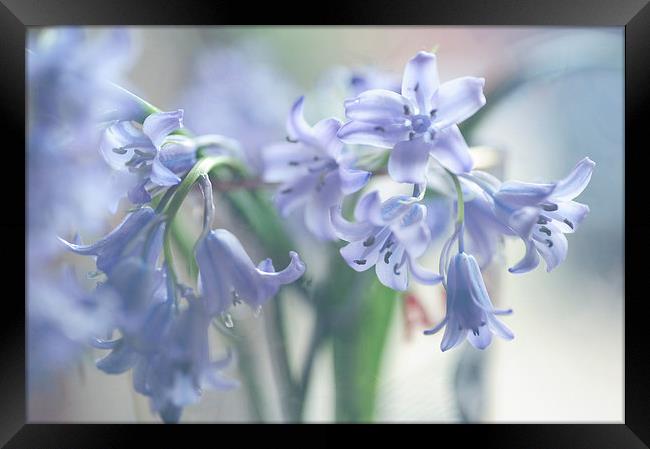  Ethereal BlueBells  Framed Print by Jenny Rainbow