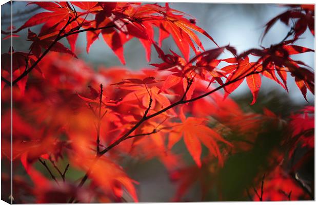  Tree in Passion. Japanese Maple  Canvas Print by Jenny Rainbow