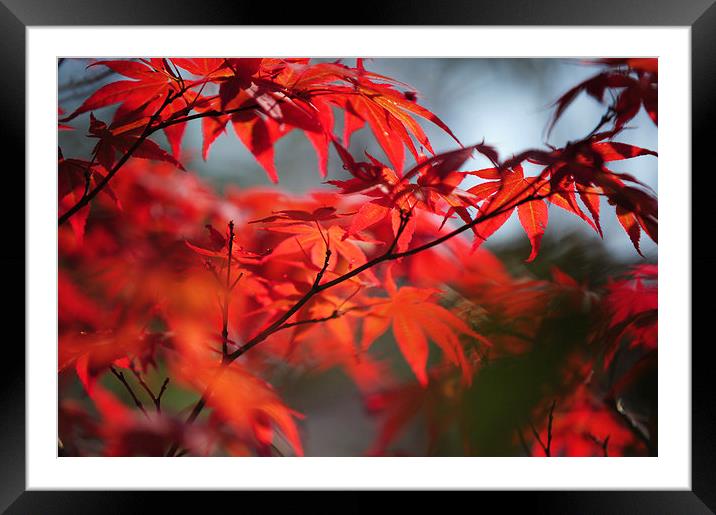  Tree in Passion. Japanese Maple  Framed Mounted Print by Jenny Rainbow