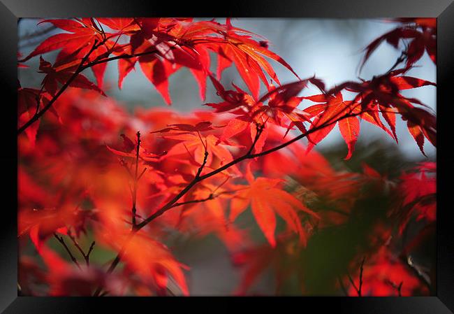  Tree in Passion. Japanese Maple  Framed Print by Jenny Rainbow