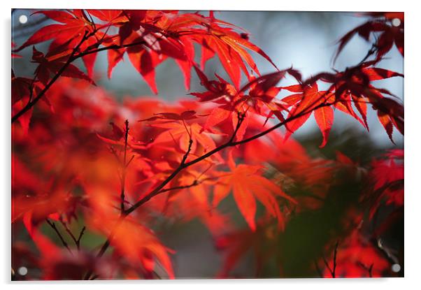  Tree in Passion. Japanese Maple  Acrylic by Jenny Rainbow