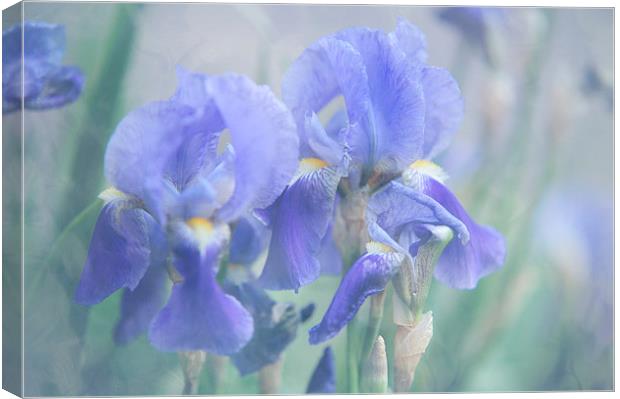  Painted Blue Irises   Canvas Print by Jenny Rainbow