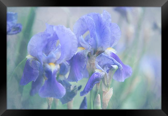  Painted Blue Irises   Framed Print by Jenny Rainbow
