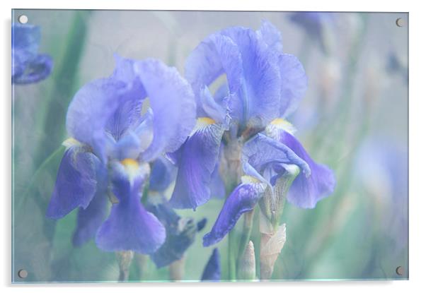  Painted Blue Irises   Acrylic by Jenny Rainbow