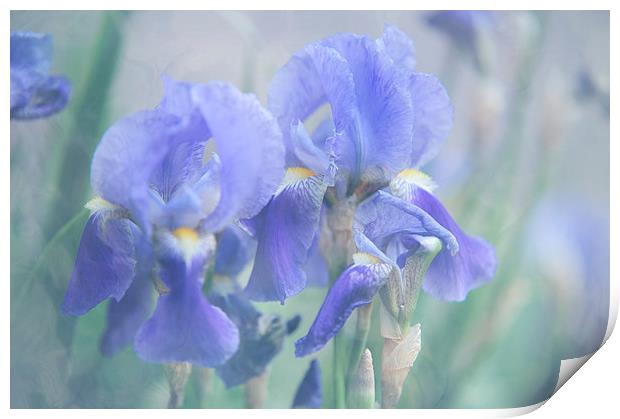  Painted Blue Irises   Print by Jenny Rainbow