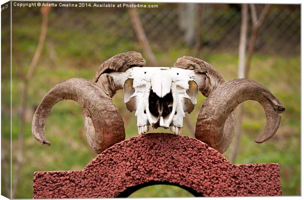Large ram antlers on skull Canvas Print by Arletta Cwalina