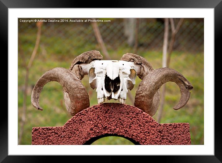Large ram antlers on skull Framed Mounted Print by Arletta Cwalina