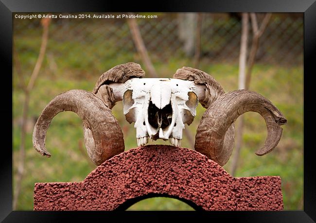 Large ram antlers on skull Framed Print by Arletta Cwalina