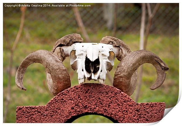 Large ram antlers on skull Print by Arletta Cwalina