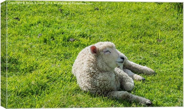  Sleepy Lamb Canvas Print by Brian Garner