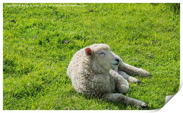  Sleepy Lamb Print by Brian Garner