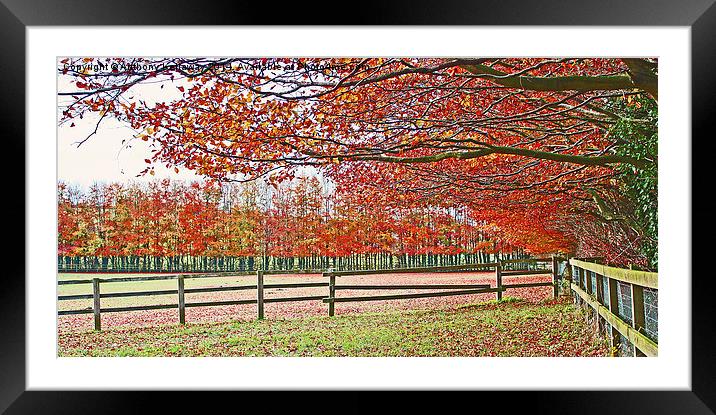  AUTUMN COLOURS Framed Mounted Print by Anthony Kellaway