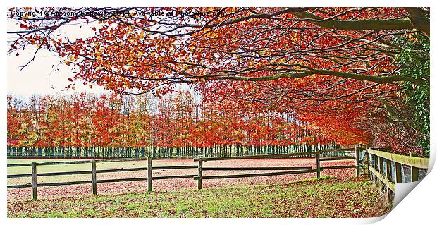  AUTUMN COLOURS Print by Anthony Kellaway