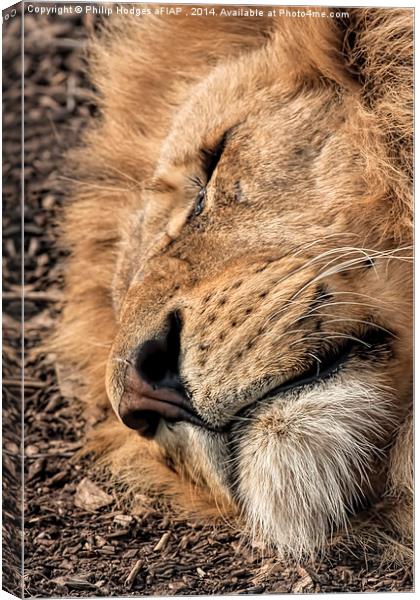 Relaxed Lion  Canvas Print by Philip Hodges aFIAP ,